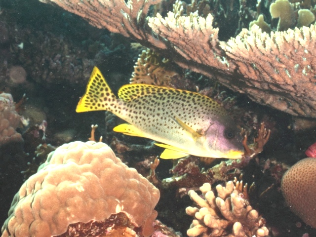 Plectorhinchus gaterinus